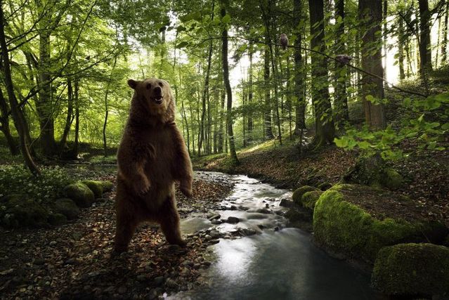 Fabulous pictures with animals from Peter Hebeisen (22 photos)
