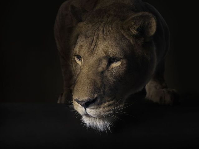 Fabulous pictures with animals from Peter Hebeisen (22 photos)