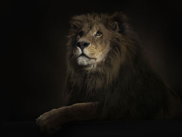Fabulous pictures with animals from Peter Hebeisen (22 photos)