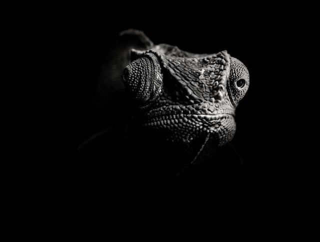 Fabulous pictures with animals from Peter Hebeisen (22 photos)
