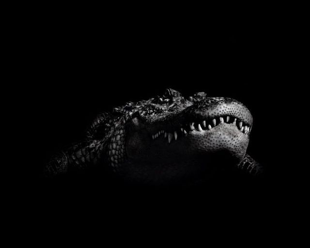Fabulous pictures with animals from Peter Hebeisen (22 photos)