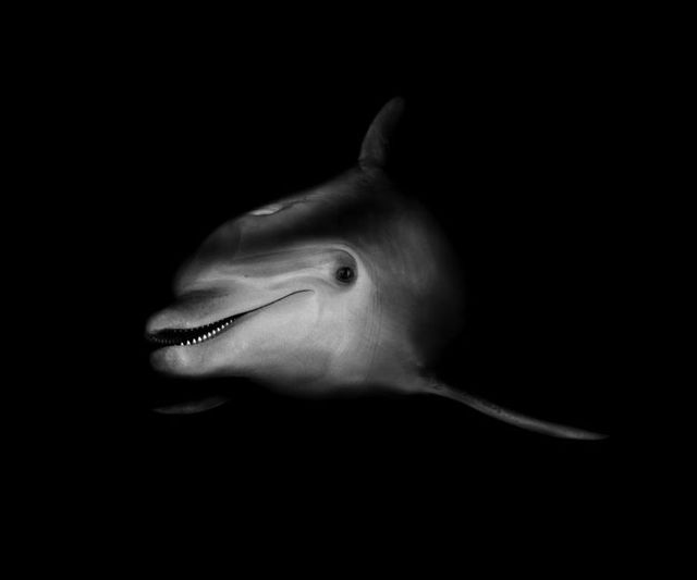 Fabulous pictures with animals from Peter Hebeisen (22 photos)
