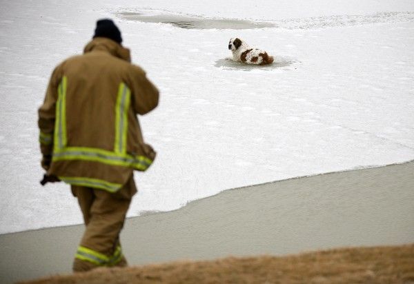 The dog was lucky (8 photos)