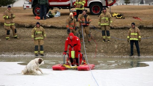 The dog was lucky (8 photos)