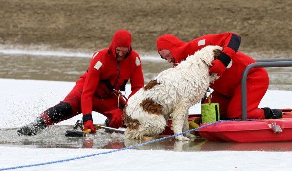The dog was lucky (8 photos)