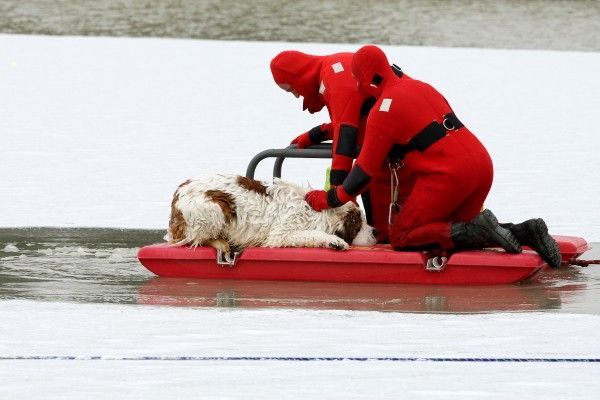 The dog was lucky (8 photos)