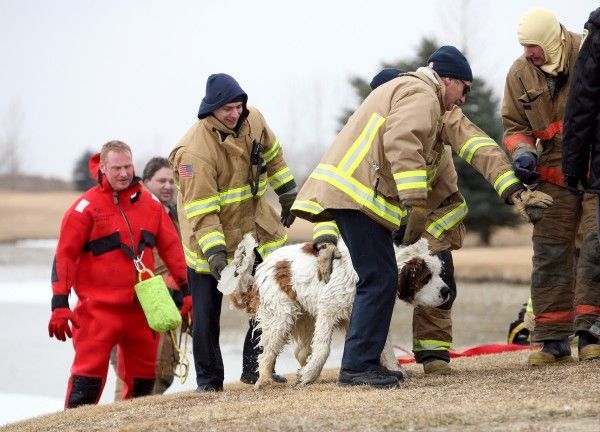 The dog was lucky (8 photos)
