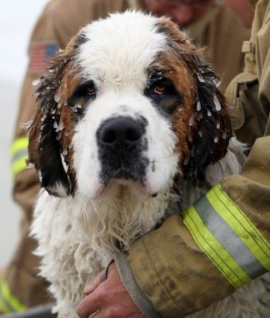 The dog was lucky (8 photos)