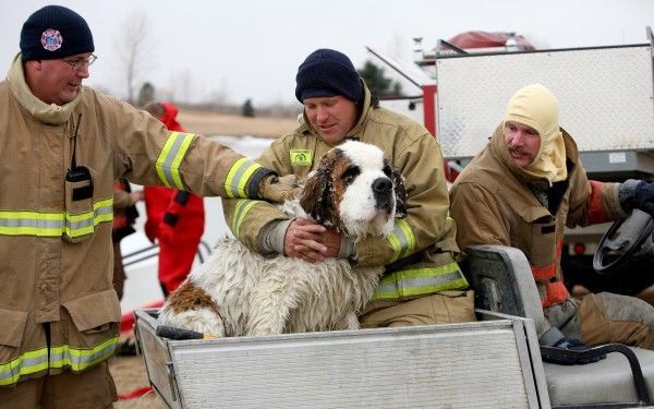 The dog was lucky (8 photos)
