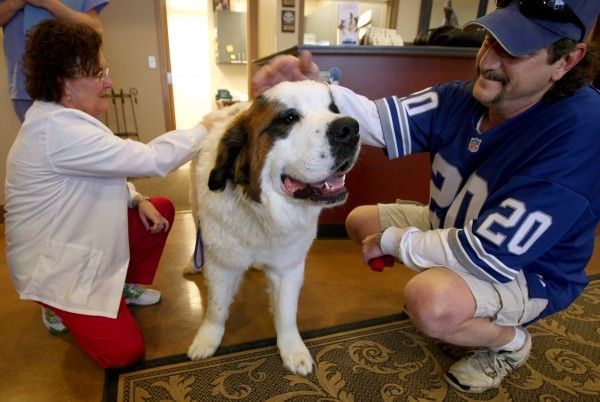 The dog was lucky (8 photos)