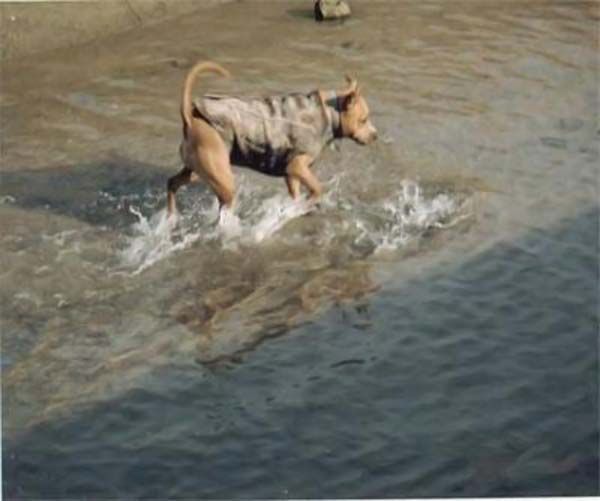 Dog-fisher (9 photos)