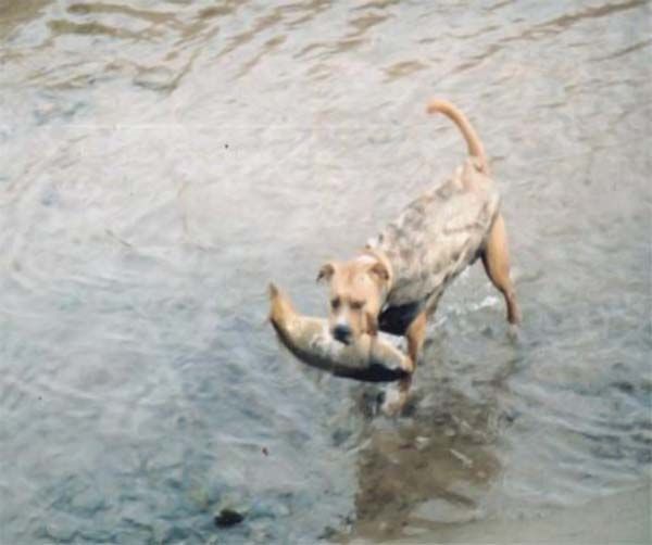 Dog-fisher (9 photos)