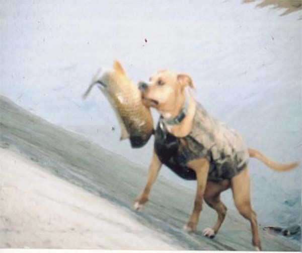 Dog-fisher (9 photos)