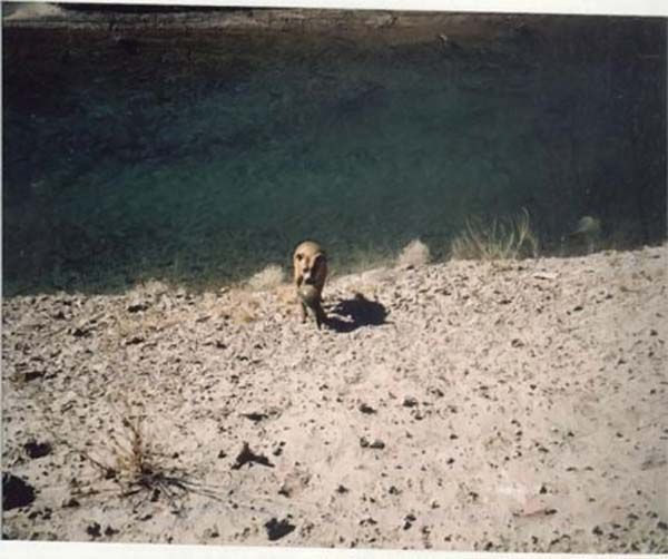 Dog-fisher (9 photos)