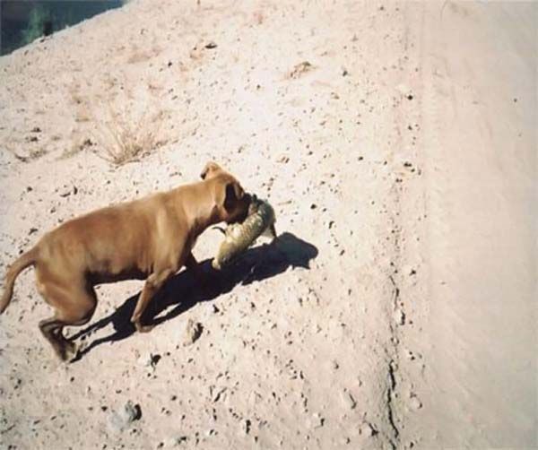 Dog-fisher (9 photos)