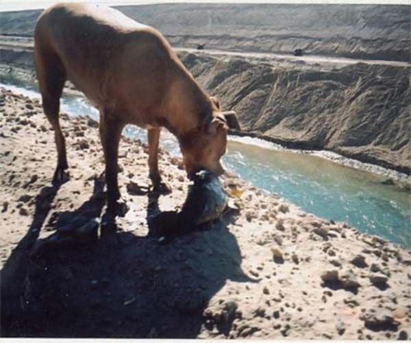 Dog-fisher (9 photos)