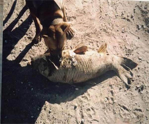 Dog-fisher (9 photos)