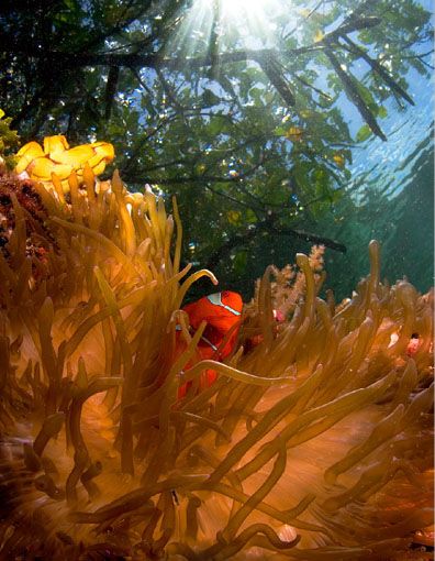 Ocean (21 photos)