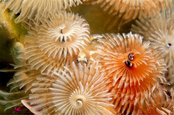 Ocean (21 photos)
