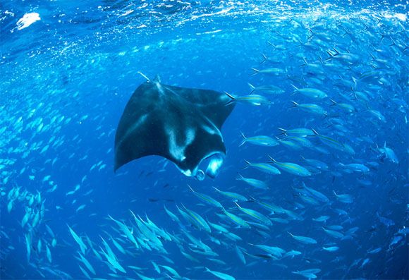 Ocean (21 photos)