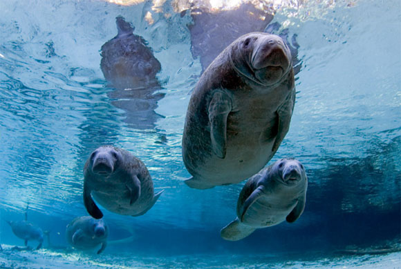 Ocean (21 photos)