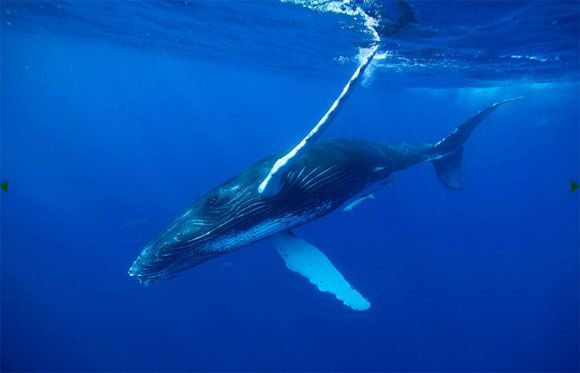 Ocean (21 photos)