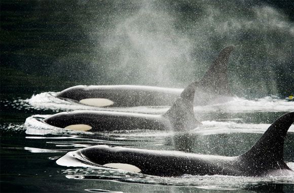 Ocean (21 photos)