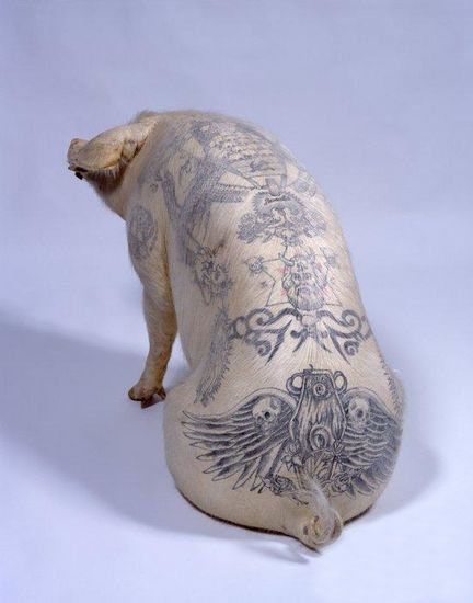Tattooed pigs (26 photos)