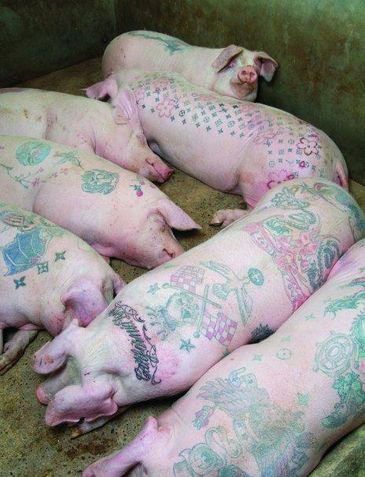 Tattooed pigs (26 photos)