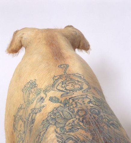 Tattooed pigs (26 photos)
