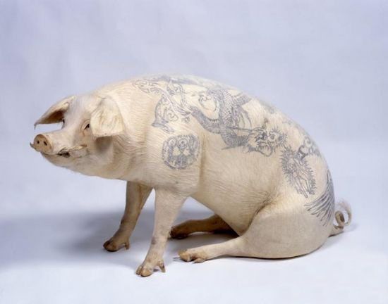 Tattooed pigs (26 photos)