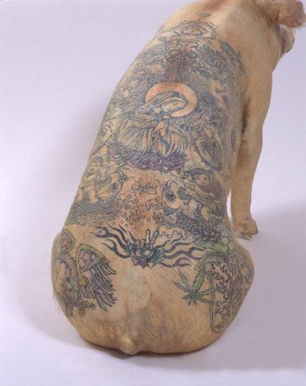 Tattooed pigs (26 photos)