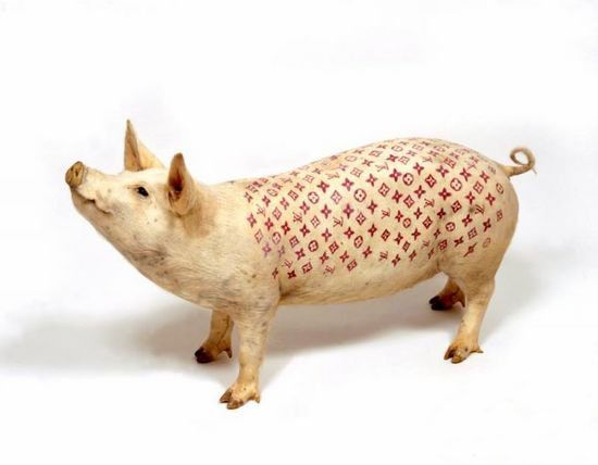 Tattooed pigs (26 photos)