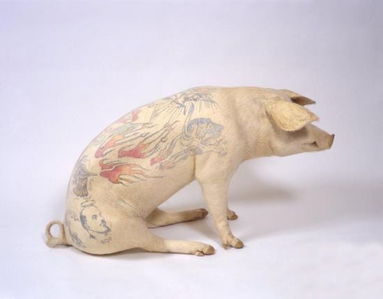 Tattooed pigs (26 photos)