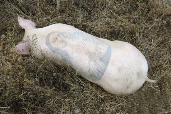 Tattooed pigs (26 photos)