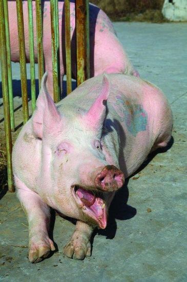 Tattooed pigs (26 photos)
