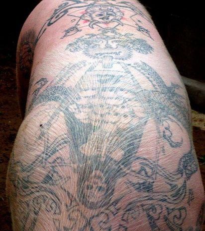 Tattooed pigs (26 photos)