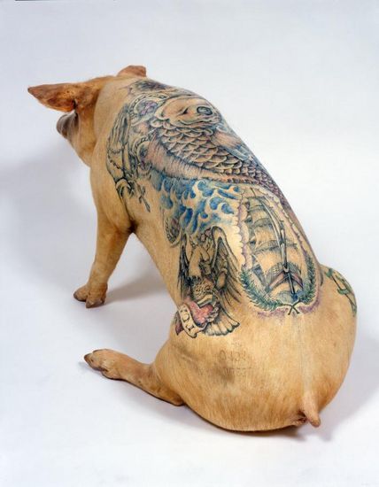 Tattooed pigs (26 photos)