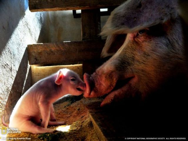 Best pictures from National Geographic (32 photos)