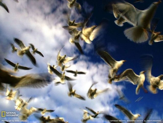 Best pictures from National Geographic (32 photos)