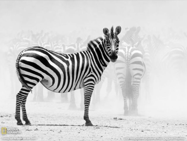 Best pictures from National Geographic (32 photos)