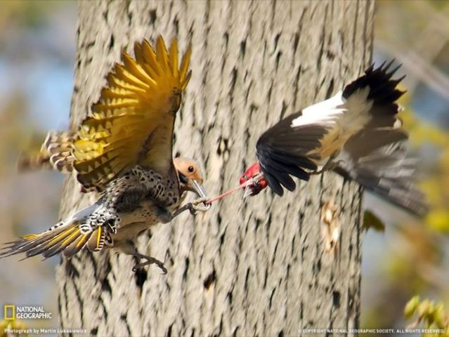 Best pictures from National Geographic (32 photos)