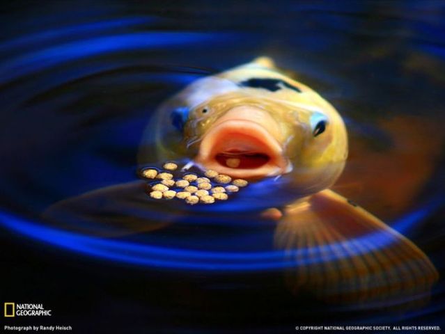 Best pictures from National Geographic (32 photos)