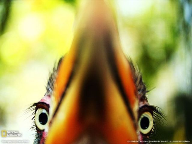 Best pictures from National Geographic (32 photos)