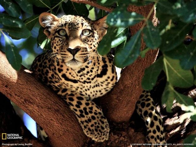 Best pictures from National Geographic (32 photos)