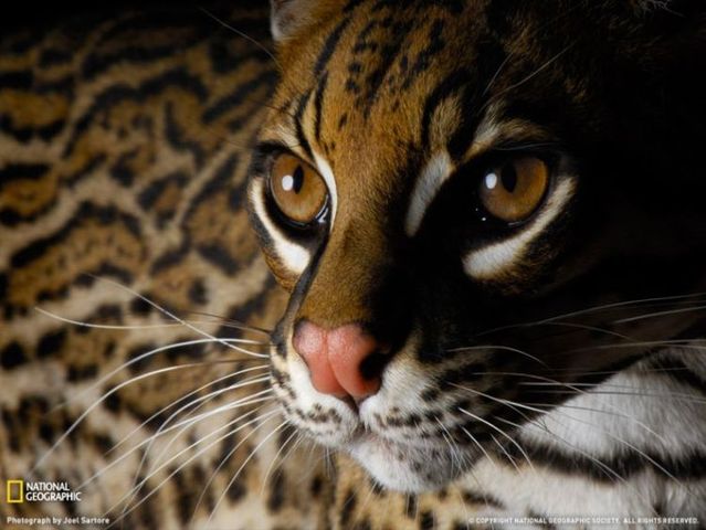 Best pictures from National Geographic (32 photos)