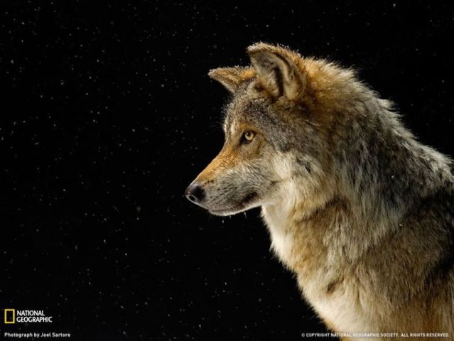 Best pictures from National Geographic (32 photos)