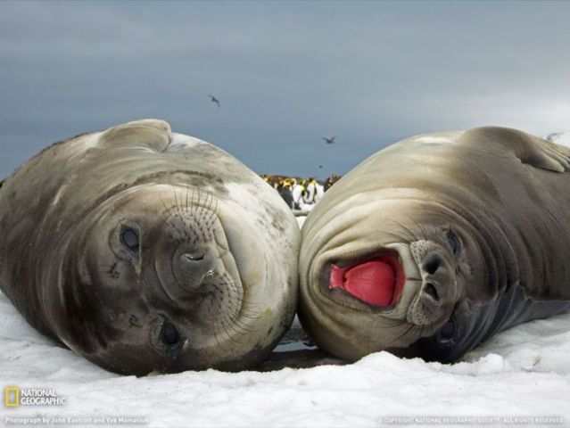 Best pictures from National Geographic (32 photos)