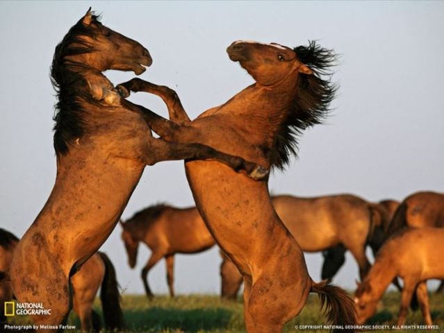 Best pictures from National Geographic (32 photos)