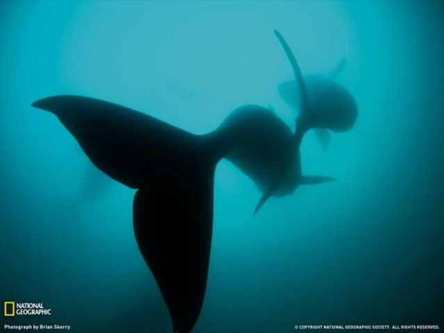 Best pictures from National Geographic (32 photos)